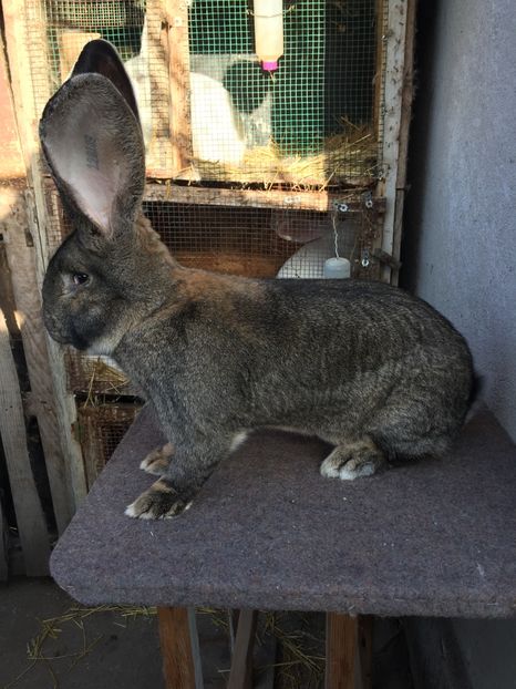 9,2 kg - RO 8-128189