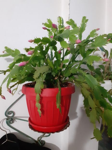  - Schlumbergera