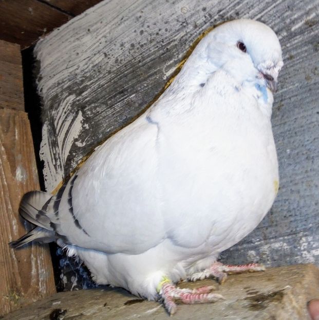  - - A - A - A - A - E N Y A 2019