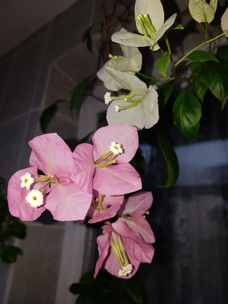  - Bougainvillea 2020