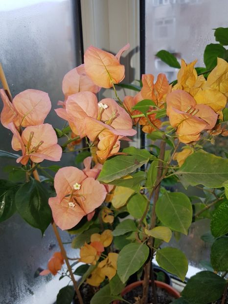  - Bougainvillea 2020
