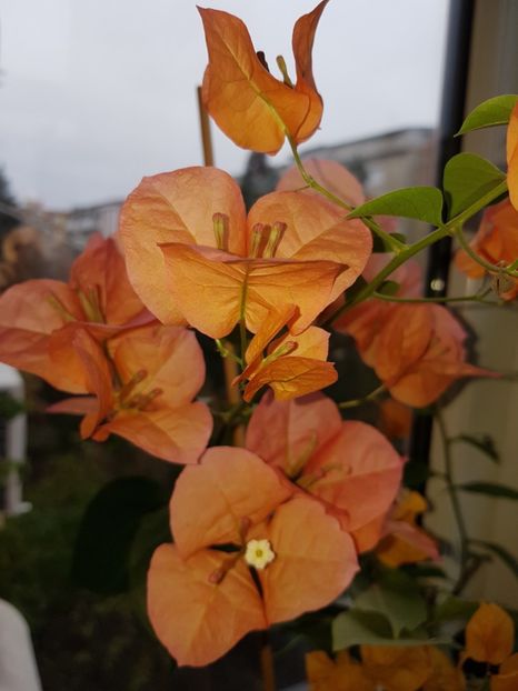  - Bougainvillea 2020