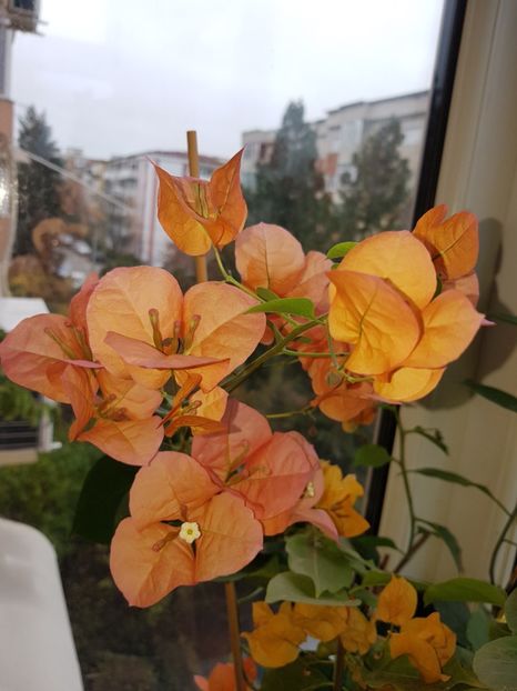  - Bougainvillea 2020