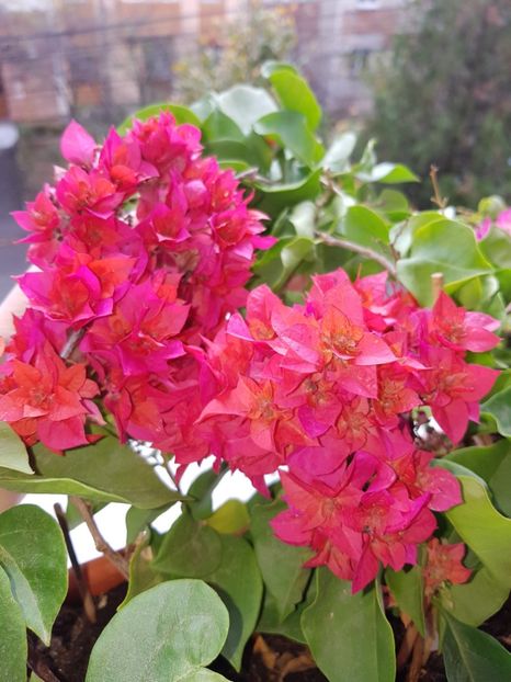  - Bougainvillea 2020