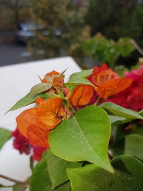  - Bougainvillea 2020