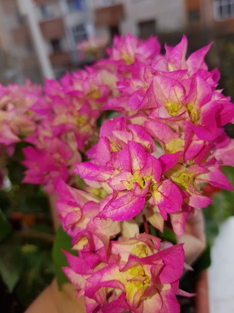  - Bougainvillea 2020