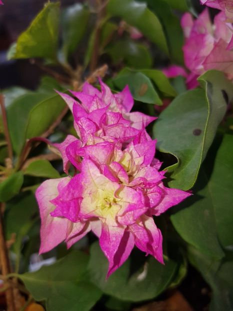  - Bougainvillea 2020
