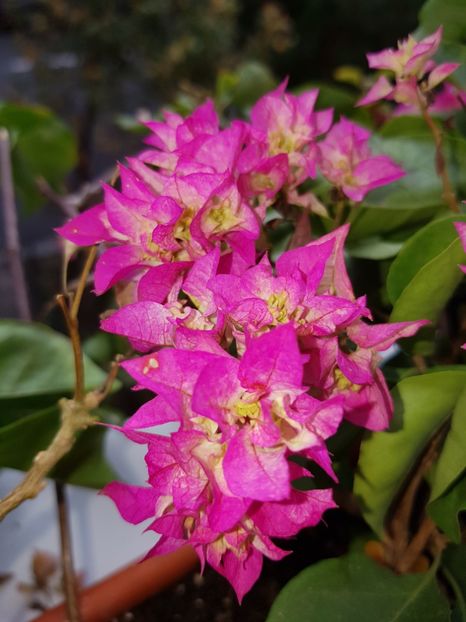  - Bougainvillea 2020