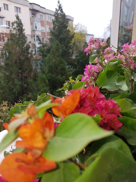  - Bougainvillea 2020