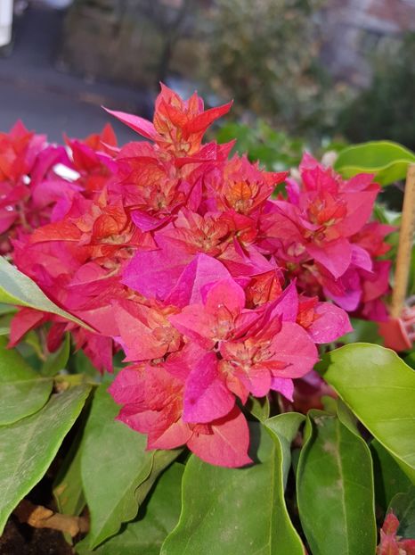  - Bougainvillea 2020