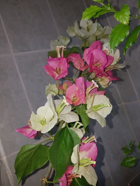  - Bougainvillea 2020