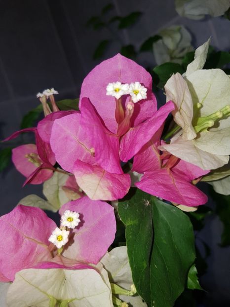  - Bougainvillea 2020