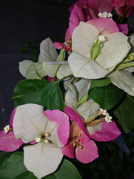  - Bougainvillea 2020