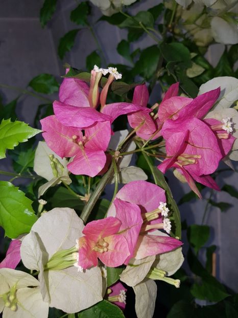  - Bougainvillea 2020