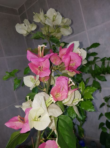  - Bougainvillea 2020