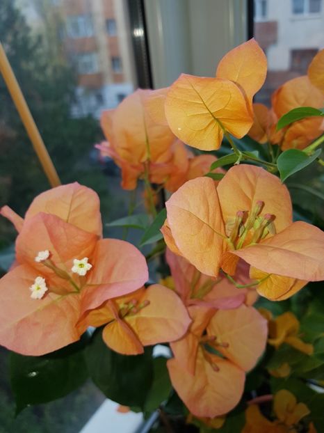  - Bougainvillea 2020