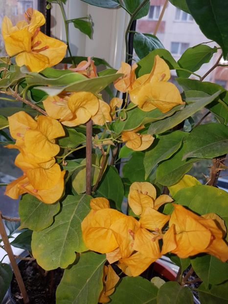  - Bougainvillea 2020