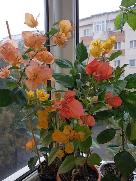  - Bougainvillea 2020