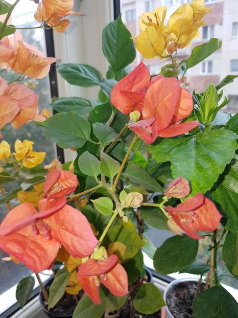  - Bougainvillea 2020