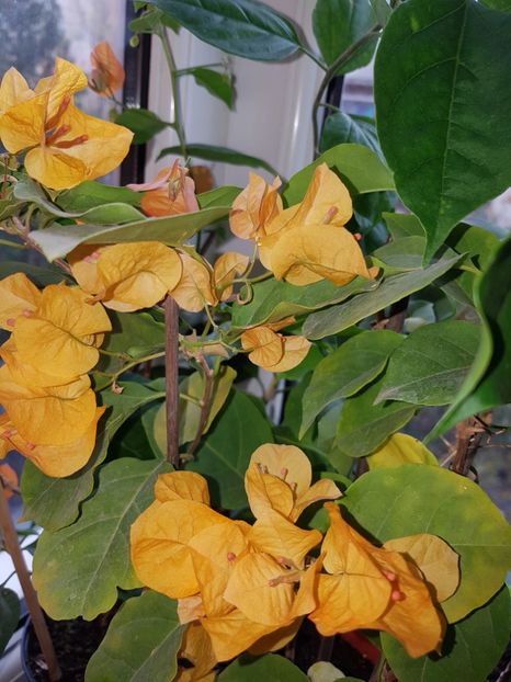  - Bougainvillea 2020