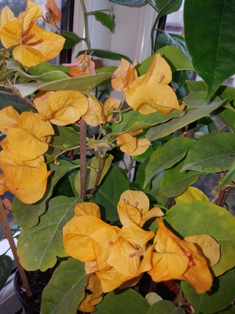  - Bougainvillea 2020