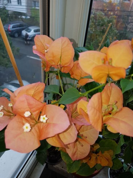  - Bougainvillea 2020