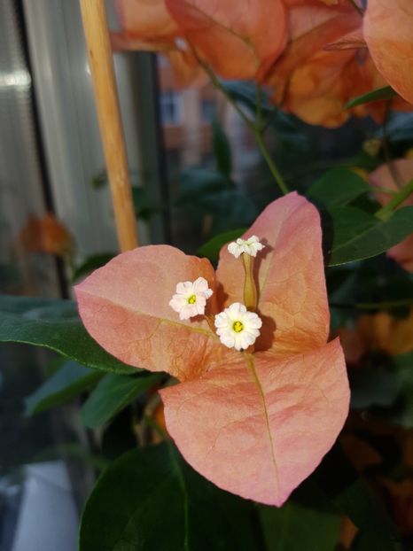  - Bougainvillea 2020