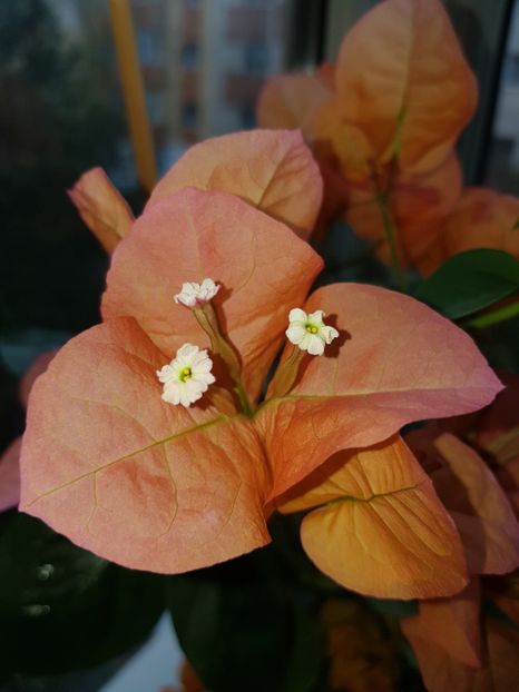  - Bougainvillea 2020