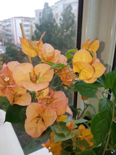  - Bougainvillea 2020