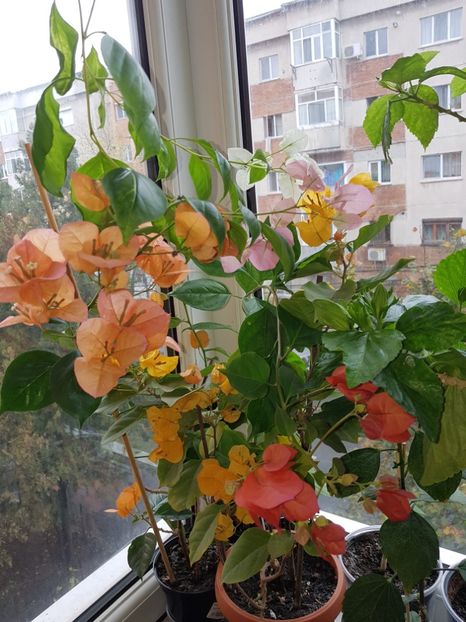  - Bougainvillea 2020