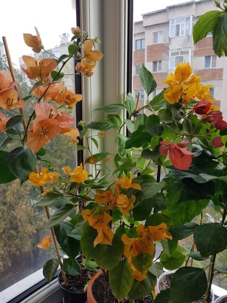  - Bougainvillea 2020