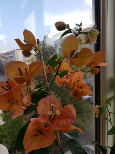  - Bougainvillea 2020