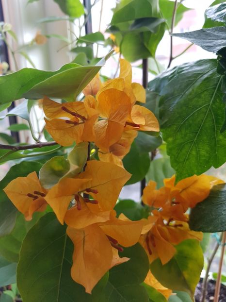  - Bougainvillea 2020