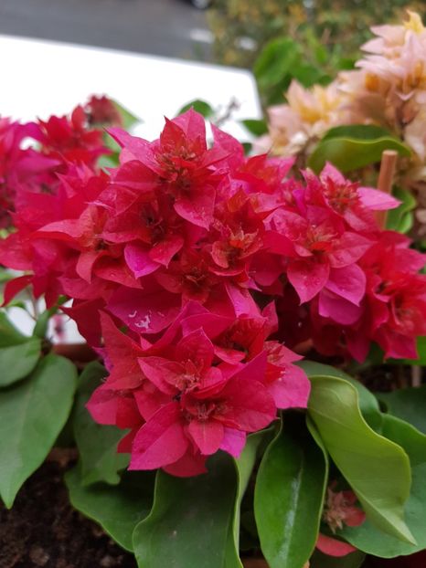  - Bougainvillea 2020