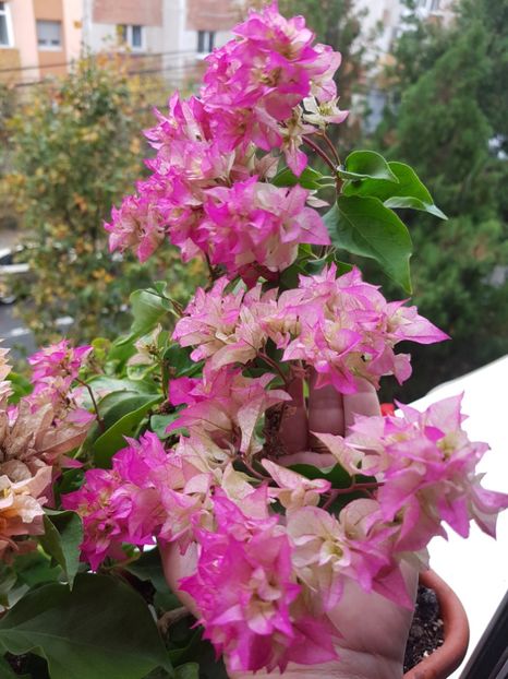  - Bougainvillea 2020