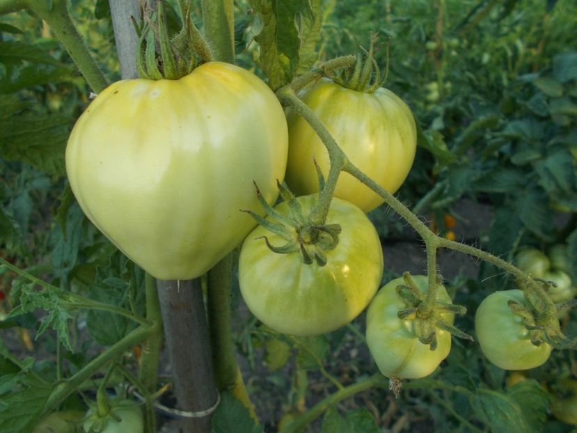  - SEMINTE ROSII - T 296 REINHARD S GREEN HEART