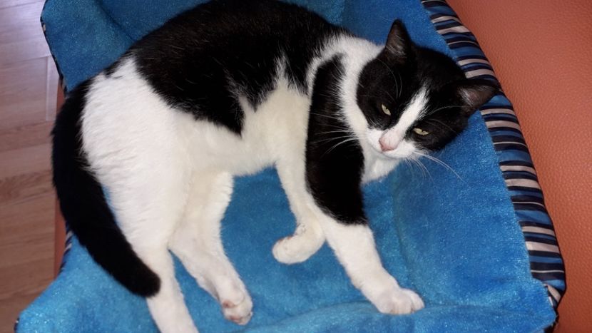 Miorlaici, noua sora a celorlalte feline din casa - Tomy