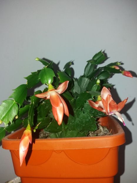  - Florile mele NOIEMBRIE 2019