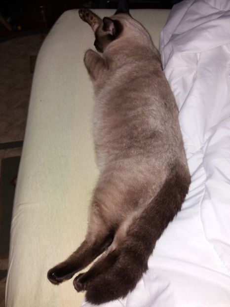  - Pisicii mei în noiembrie 2019