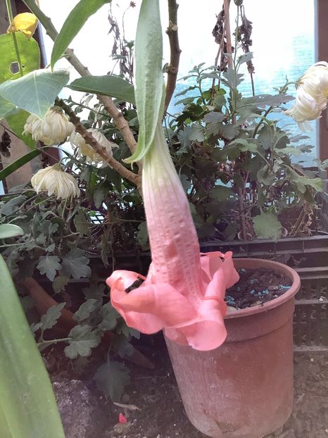 Pink Perfection - Sera nov 2019