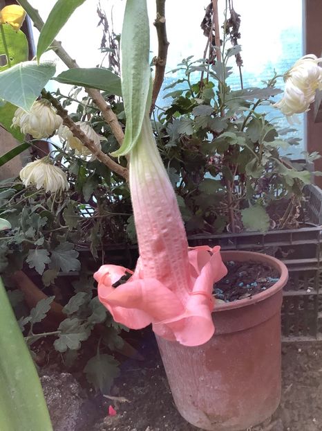 Pink Perfection - Brugmansia