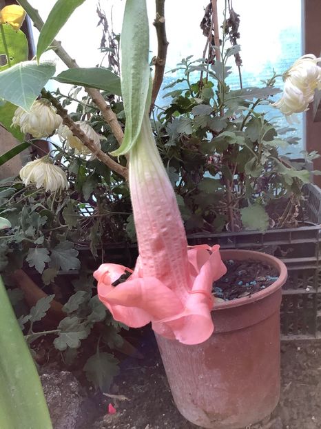 Pink Perfection - Brugmansia