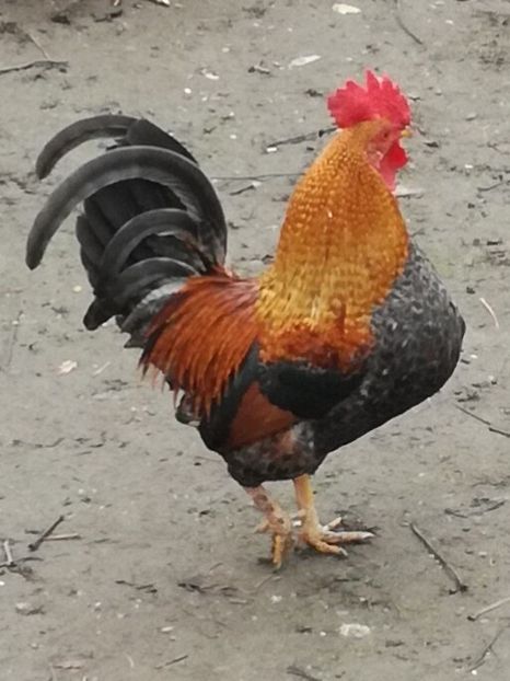 Cocos pitic - la tara