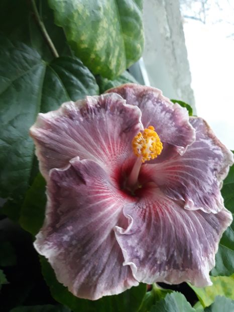  - Moorea Princess Mona