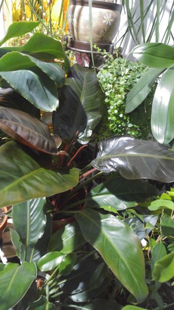  - amalgam alte flori din 2019