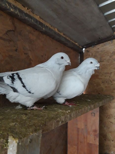 M & F 16 - Voiajor standard