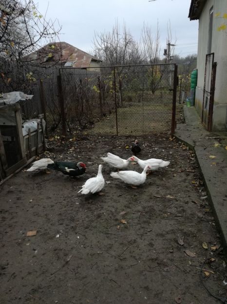  - rate lesesti-agroland