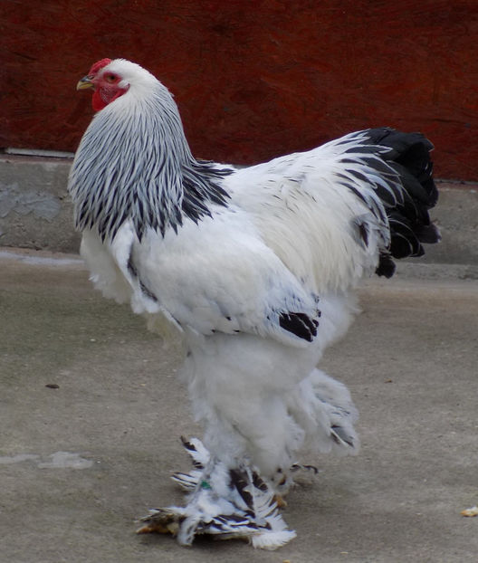 68718280_2411710739143532_486275862245670912_o - VIITOR SPERANTE PTR 2020