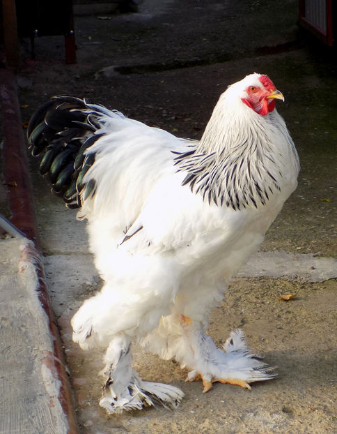  - VIITOR SPERANTE PTR 2020