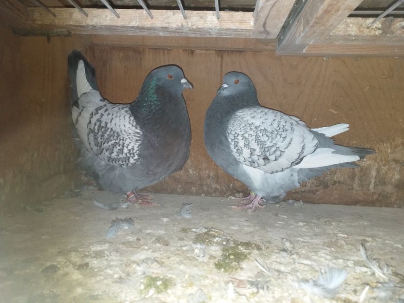  - Porumbei Lux Polonez